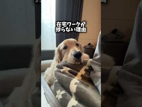 ジーーーー(´◉ω◉` ) 大型犬 ゴールデンレトリバー
