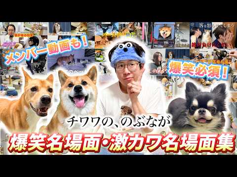 【2026年上半期】爆笑名場面・激カワ名場面集!【流し見・ながら見】