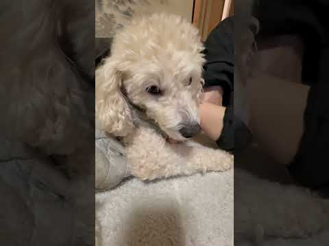 shorts ご無沙汰です‼️タローです〜　トイプードル　2025年12月24日 サムネイル