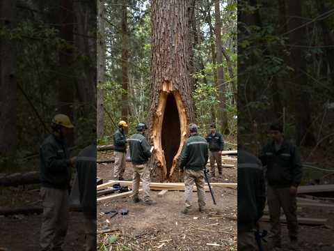 Luxury Squirrel Mansion Built Inside a Massive Tree 🐿️🏡 サムネイル