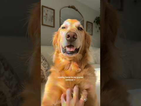 coming home to my golden retriever🥵goldenretreivers dog pup… サムネイル