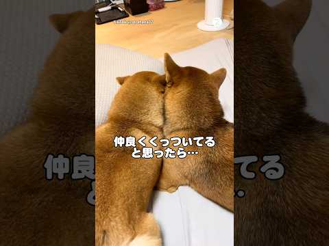 仲良くくっついてると思ったら…ぬいぐるみ取り合ってた柴犬　　　　　　　　　　　　　　　　　　柴犬　犬　面白い　犬のいる… サムネイル