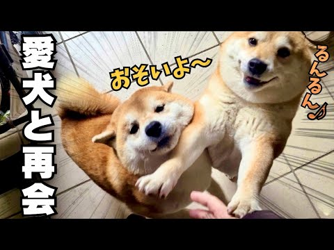 【愛犬と再会】帰宅する度、文句が止まらない柴犬と耳がなくなる妹柴犬 サムネイル