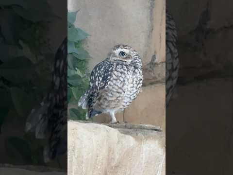 shorts アナホリフクロウ　那須どうぶつ王国　2026年1月12日 サムネイル