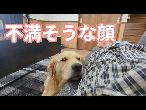 不満そうな顔。ゴールデンレトリバーティト