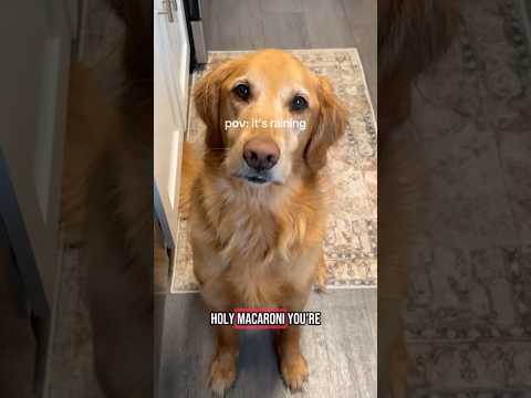 coming home to my golden retriever🥵goldenretreivers dog pup… サムネイル