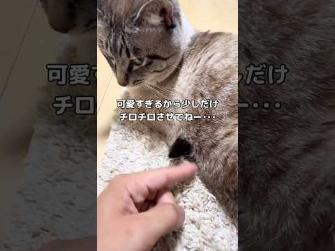 お腹から生えてる クールポコ 猫 保護猫 shorts サムネイル
