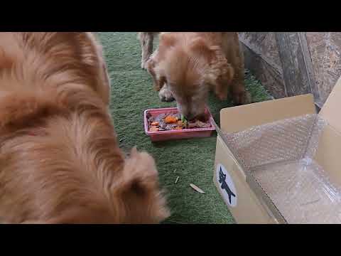 イロハお誕生日の祝い膳？ サムネイル