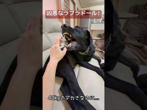 【危険】40ｋｇオーバーの凶悪なラブラドール！ サムネイル