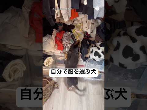 自分で服を選ぶ犬‼️オシャレ大好き　　　　犬　いぬ　ダックス　犬のいる暮らし かわいい犬