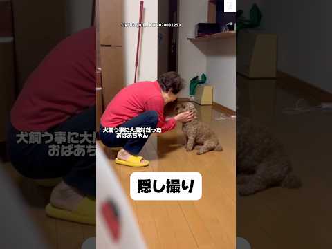 隠し撮り‼️犬飼う事に大反対だったおばあちゃん　トイプードル　犬　かわいい犬 かわいい 面白い サムネイル