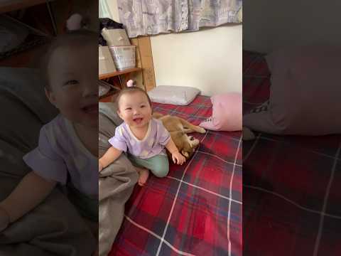 拍手とホリホリでコミュニケーションをとる赤ちゃんと柴犬 サムネイル