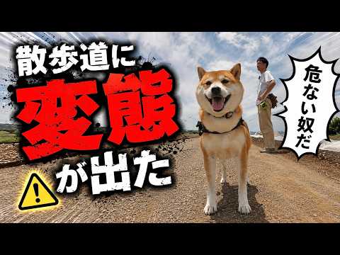 散歩中、こむぎが異変に気がつきました サムネイル