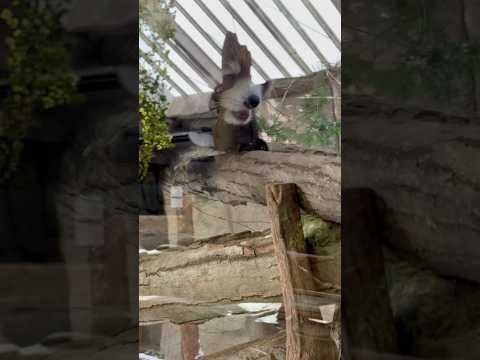 shorts モグモグ しながらやって来たモナカちゃん　レッサーパンダ　那須どうぶつ王国にて　2026年1月9日 サムネイル