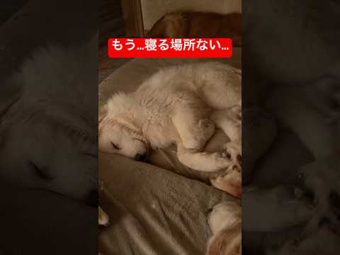 遂に豆きちも一緒に寝る様に…shorts puppy ゴールデンレトリバー グレートピレニーズ グレートピレニーズ子犬 サムネイル