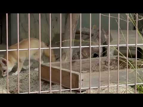 フェネックさん　東山動植物園にて　2026年3月13日 サムネイル