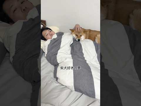 犬好きの夢を叶えてくれる柴犬ま 柴犬 サムネイル