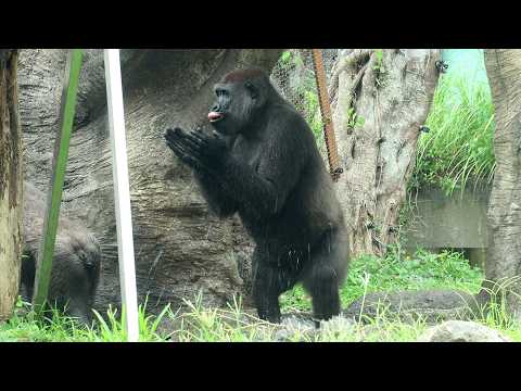 Gorilla Tayari & Jabali are so hyped playing and splashing…