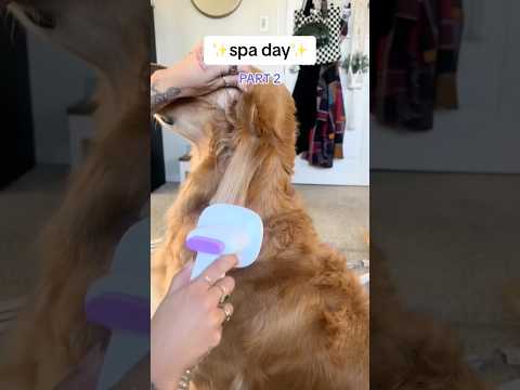 dog-tor coby to rescue🛟goldenpup puppy goldenpupppy dogbree… サムネイル