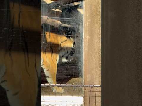 shorts アムールトラ🐯のミシュカくん❣️ 王子動物園　2025年12月27日 サムネイル