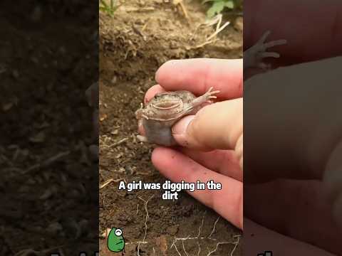Girl digs up a chubby little frog! 🐸 #animals #pets #shortf… サムネイル