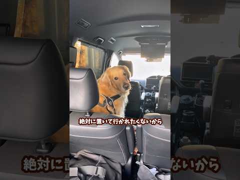 小賢しい大型犬がかわいい ゴールデンレトリバー 大型犬のいる生活 goldenretreiver サムネイル