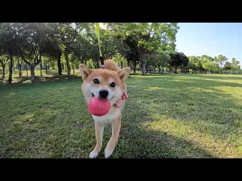 でっかいゴージャスベッドで行く散歩で大はしゃぎ　柴犬小夏 サムネイル
