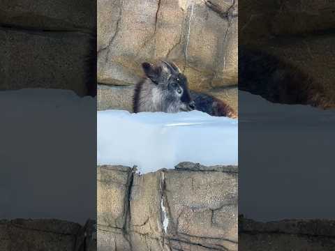 shorts 雪❄️とミカゲくん　ニホンカモシカ　那須どうぶつ王国　2026年1月12日