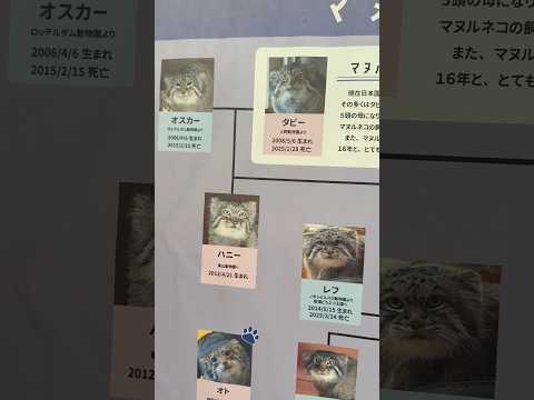 shorts マヌルネコの家系図　埼玉県こども動物自然公園バージョン　2026年5月30日 サムネイル