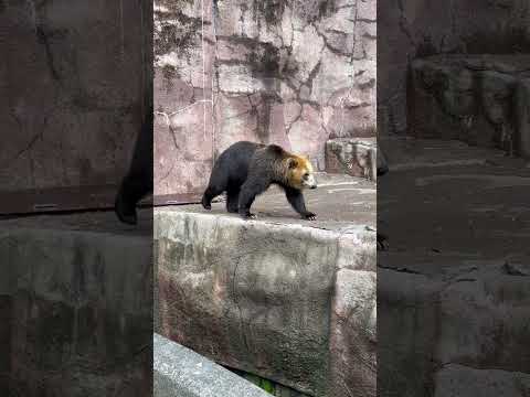 shorts エゾヒグマのお松ちゃんとお浜ちゃん　浜松市動物園にて　2026年4月5日