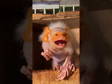 展示中も元気な姿を見せてくれているコモンおばあちゃん♪コモンマーモセットおばあちゃん 動物 サムネイル