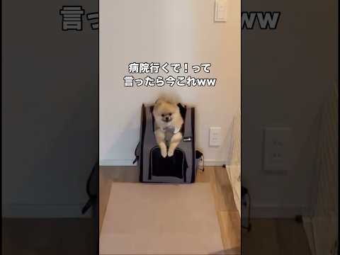 病院をテーマパークか何かだと勘違いしているポメラニアン ポメラニアン ポメ 犬 shorts サムネイル