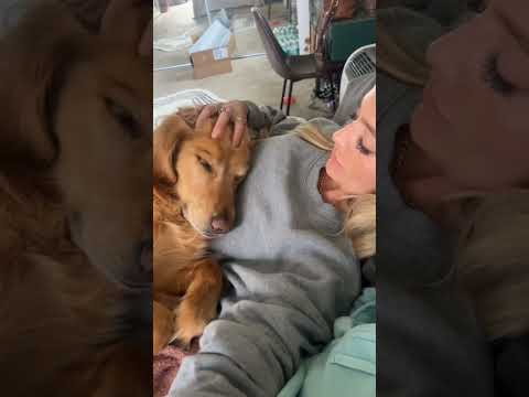 coming home to my golden retriever🥵 goldenretreiver dog ind… サムネイル