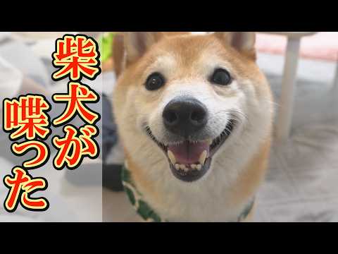 感情をこめて犬語を連発！まるで人間の子どものような柴犬に笑っちゃいます。 サムネイル