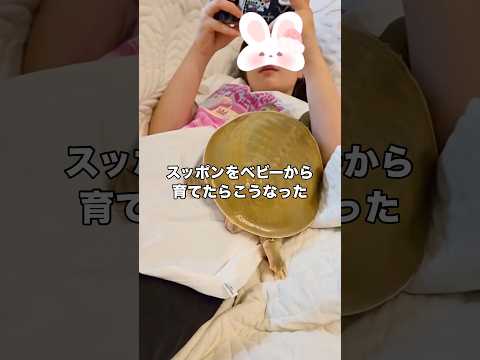 スッポンを赤ちゃんの時から育てると懐くのか？ スッポン 亀 亀のいる暮らし shorts サムネイル