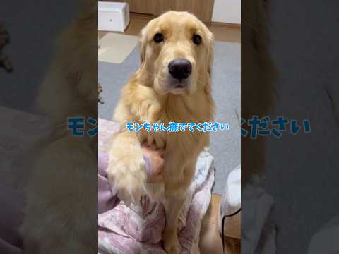モンちゃん撫でてくださいgoldenretriever ゴールデンレトリバー サムネイル