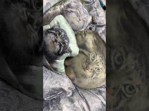 shorts アズママとナゴムくんとナルパパと　2026年1月10日 サムネイル