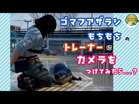 【飼育係体験動画】ゴマフアザラシ・もちもちのトレーナーにカメラをつけてみたら…？　東武動物公園　公式YouTubeチャ… サムネイル