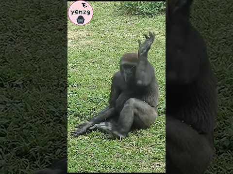 happy seeds rain gorilla gorillatag taipeizoo 金剛猩猩 台北市立動物園…