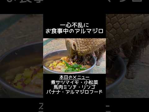 一心不乱にお食事中のアルマジロ・アンク　東武動物公園 癒し かわいい 動物 動物園 animals アルマジロ マタコ… サムネイル