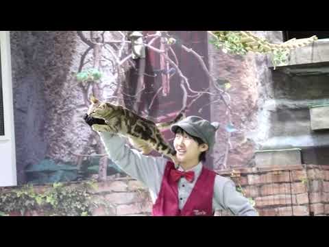 なかなか見れない猫によるショー ザ・キャッツ　那須どうぶつ王国にて　2025年1月12日  00101 サムネイル