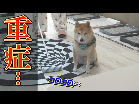 あの手この手を使っても歩いてくれず、太り続ける柴犬・・・ サムネイル