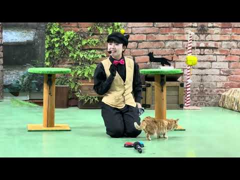 ミヤコちゃん出番です！MCおねえさんデビュー戦！なかなか見れない猫によるショー ザ・キャッツ　那須どうぶつ王国にて　2… サムネイル