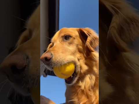 dog-tor coby to rescue🛟goldenpup puppy goldenpupppy dogbree… サムネイル