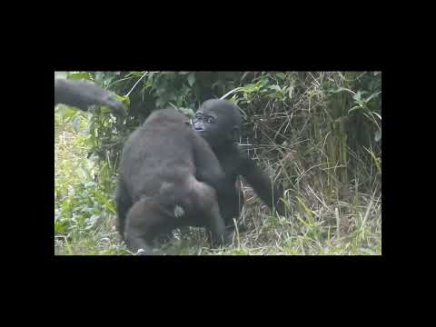 gorilla Iriki mom 14y9m old & son Ringo 6m old & nephew Jab… サムネイル