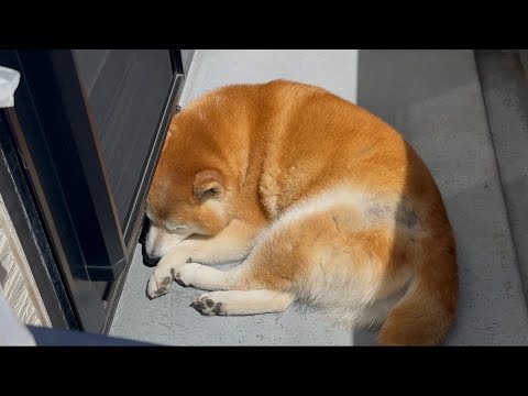 柴犬福 気温上がっても天サロ欠かさない柴犬🤣Why here🤣