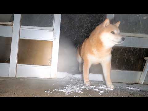 猛吹雪だわ、ココさんは就寝拒否するわ、腰は悲鳴をあげているわの三本です サムネイル