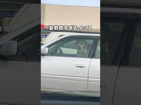 車にいたワンコに挨拶してみた イヌ 犬ミーム 大型犬 shorts サムネイル