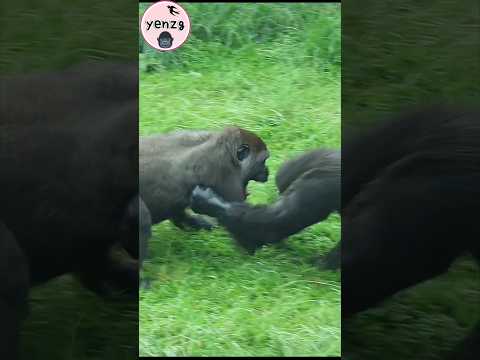 Gorilla playing 🤣 gorillatag taipeizoo 金剛猩猩 台北市立動物園 funny s…