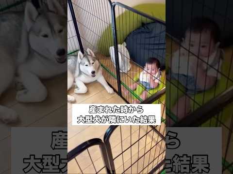 産まれた時からハスキーが一緒だった結果 ハスキー 大型犬 犬と赤ちゃん shorts サムネイル